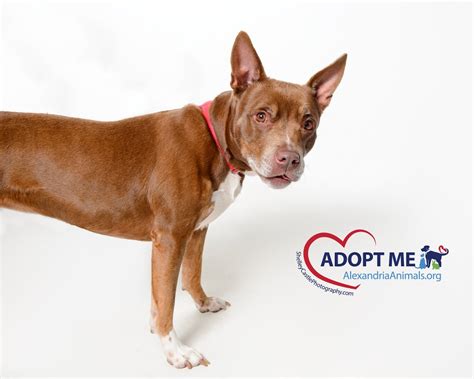 Alexandria va animal shelter - Our adoption fees are as follows: - Adult dogs: $375. - Puppies: $450. - Seniors: $275. - Cats: $200. Thank you for considering adoption and giving a homeless pet a second chance at life! 